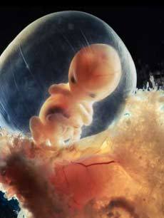 动漫《胎儿发育 震撼3D视频》 介绍、评论 - P